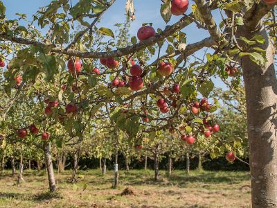 Apfelb&auml;ume mit roten &Auml;pfeln